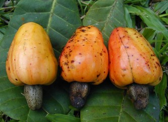 腰果的營養(yǎng)價(jià)值