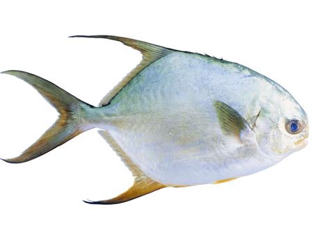鯧魚的營養(yǎng)價值-鯧魚的食療功效