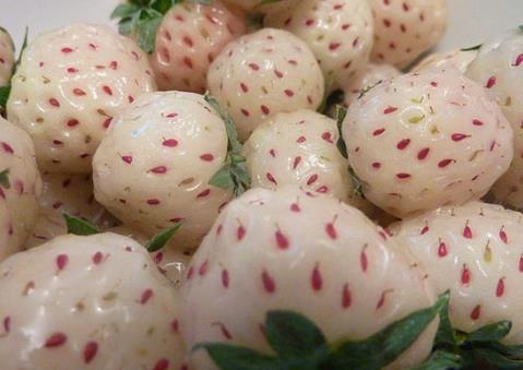 菠蘿莓怎么吃？吃菠蘿莓的食用禁忌
