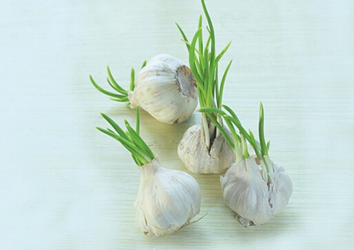 發(fā)芽大蒜可以吃？讓你想不到的神奇功效