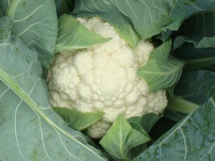 花椰菜的營(yíng)養(yǎng)價(jià)值-花椰菜的功效與作用