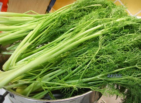 小茴香的功效與作用-小茴香的營養(yǎng)價值