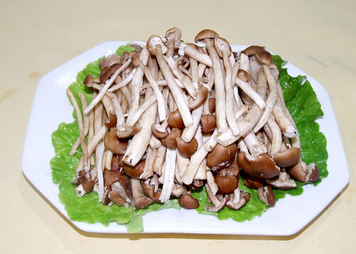 茶樹(shù)菇的營(yíng)養(yǎng)價(jià)值-茶樹(shù)菇的適宜人群