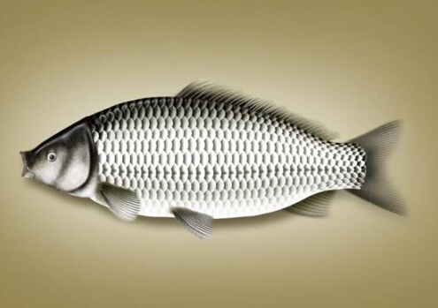 鯽魚(yú)的營(yíng)養(yǎng)價(jià)值-鯽魚(yú)的的適宜人群