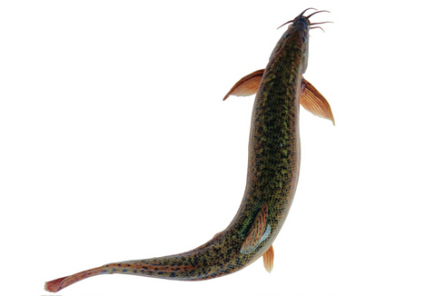 鰻魚(yú)的營(yíng)養(yǎng)價(jià)值與功效-鰻魚(yú)的適用人群
