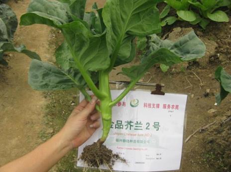 吃芥藍好嗎？芥藍的營養(yǎng)價值、功效與作用