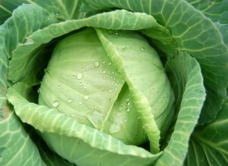 卷心菜的營(yíng)養(yǎng)價(jià)值-卷心菜的功效與作用