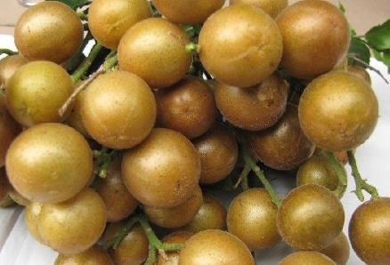 黃皮果的營(yíng)養(yǎng)價(jià)值-黃皮果的功效與作用