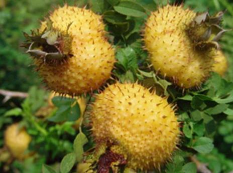 刺梨的營(yíng)養(yǎng)價(jià)值、功效與作用及食用方法