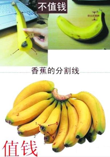 是香蕉還是芭蕉？芭蕉和香蕉的區(qū)別