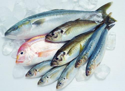 如何鑒別污染魚(yú)？鑒別污染魚(yú)的方法與技巧