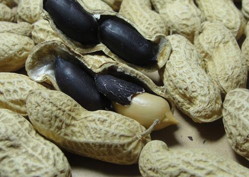 黑皮花生真的都是染色的嗎？怎樣識(shí)別染色黑花生