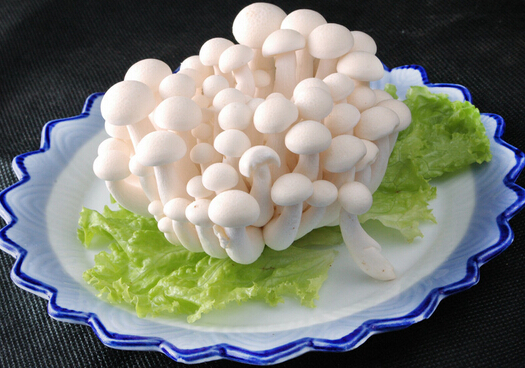 白玉菇的做法-白玉菇的營養(yǎng)價值