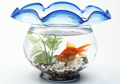 魚(yú)缸的擺放方位-魚(yú)缸與家居運(yùn)勢(shì)的關(guān)系