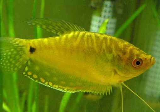 瑪麗魚(yú)的品種介紹-瑪麗魚(yú)的魚(yú)缸擺放位置