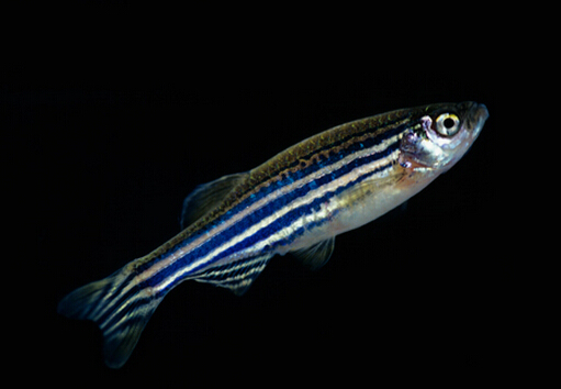 斑馬魚的風水學應(yīng)用-斑馬魚的品種介紹