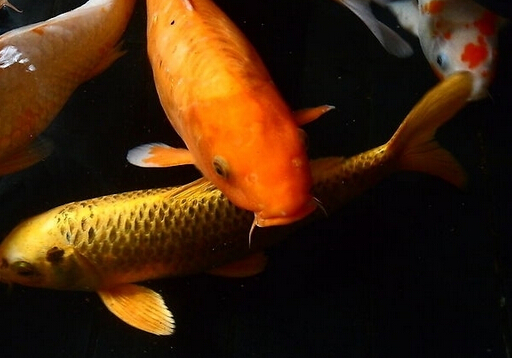 錦鯉魚(yú)的品種-錦鯉魚(yú)的養(yǎng)護(hù)