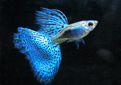 孔雀魚怎么養(yǎng)？孔雀魚爛尾怎么辦？