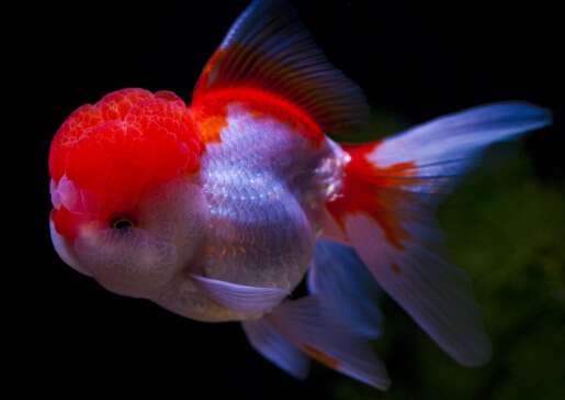 金魚吃什么？金魚吃多了怎么辦？