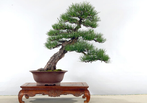 黑松與家居風(fēng)格的搭配-黑松的風(fēng)水學(xué)應(yīng)用