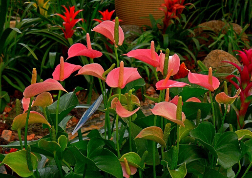 紅掌對(duì)家居環(huán)境的影響-紅掌與家居風(fēng)格的搭配