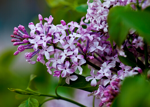丁香花對家居環(huán)境的影響-丁香花的風水學應用