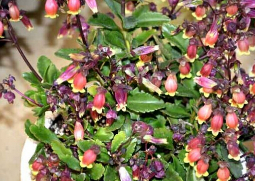 宮燈長壽花的風(fēng)水學(xué)應(yīng)用-宮燈長壽花在家居中的作用