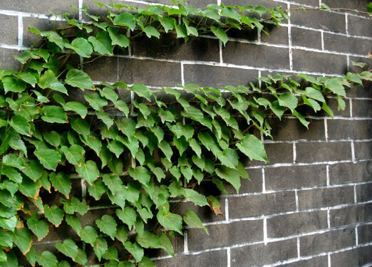 室內(nèi)種植物對人體有哪些好處？芳香植物對人體的作用