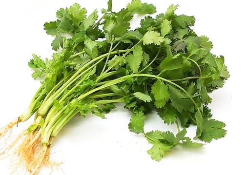 冬天香菜怎么保存？香菜的保存方法
