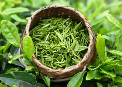 喝綠茶有減肥的功效嗎？喝綠茶能減肥嗎