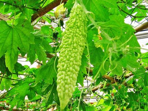 生理期(經(jīng)期)減肥高峰期食譜：涼瓜滾肉片的做法
