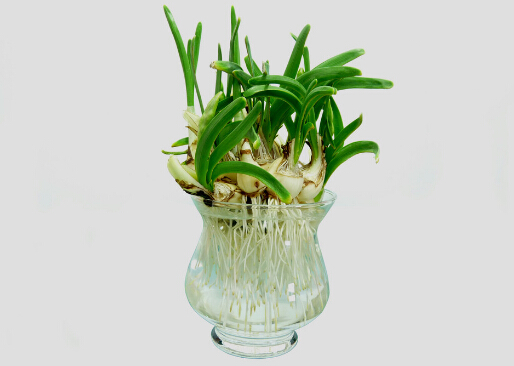 家里有孕婦能養(yǎng)水仙花嗎？水仙花的養(yǎng)殖方法和注意事項