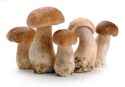 孕婦可以吃草菇嗎？適合孕婦吃草菇的做法