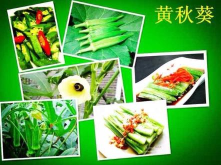 孕婦能吃黃秋葵嗎？孕婦吃黃秋葵有什么好處