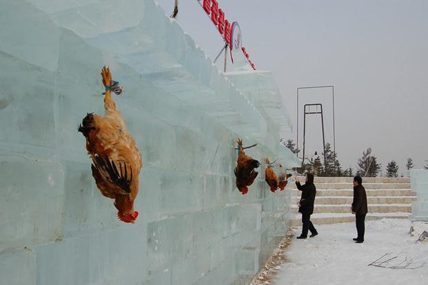 吉林延吉冰雪節(jié)為吸引游客，驚現(xiàn)活雞當(dāng)靶供游客射殺組圖
