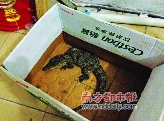 兒童在公園水池逮到兇猛小鱷魚，專家稱性情兇猛或傷人，不要隨意放生兇猛動物