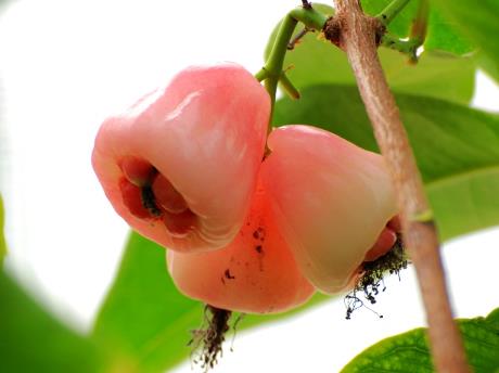 孕婦能吃水蒲桃嗎？孕婦吃水蒲桃有什么好處