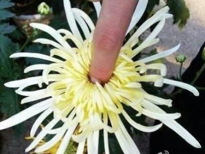 爆菊花是什么意思？爆你菊花是什么意思？什么叫爆菊花