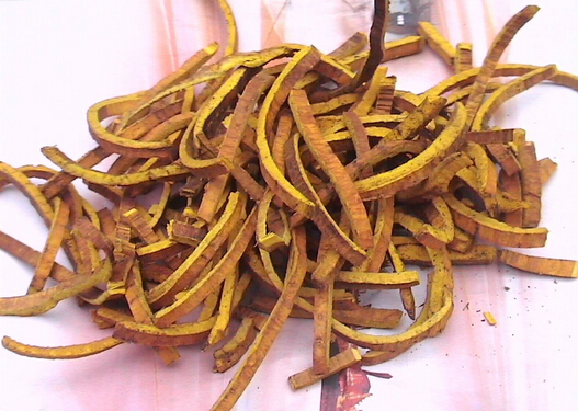 黃柏的介紹-黃柏的功效與作用