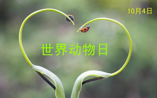 世界動(dòng)物日是幾月幾日？公歷10月4日是什么節(jié)日