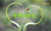 世界動物日是幾月幾日？公歷10月4日是什么節(jié)日