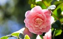 大蒜超防癌，不可不知的防癌蔬菜