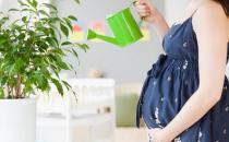 孕婦要遠離花卉嗎？養(yǎng)花應(yīng)該注意什么？