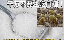 白糖可以生吃嗎？生吃白糖好嗎