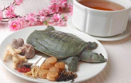 甲魚的血能喝嗎？甲魚血怎么吃更好