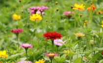 室內(nèi)適合養(yǎng)什么花草？這些花草不要養(yǎng)在室內(nèi)