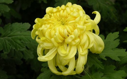 不同的菊花有什么功效？降火用滁菊