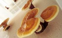 冬季進補食療方：靈芝煲烏龜?shù)淖龇? /></a> </div>
                  <div   id=