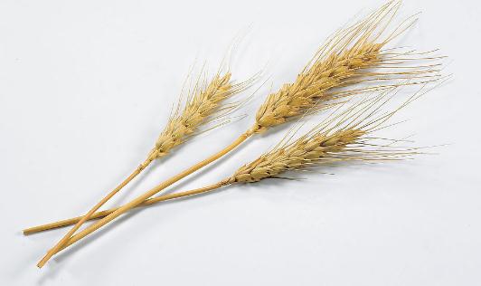 吃燕麥有什么功效？燕麥怎么吃營養(yǎng)？