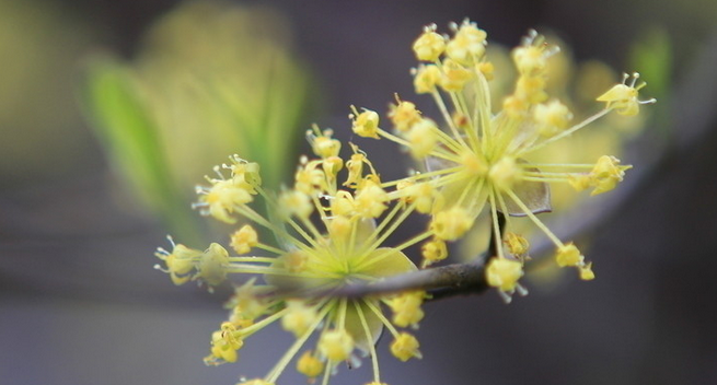 重陽(yáng)節(jié)為什么要佩插茱萸呢？